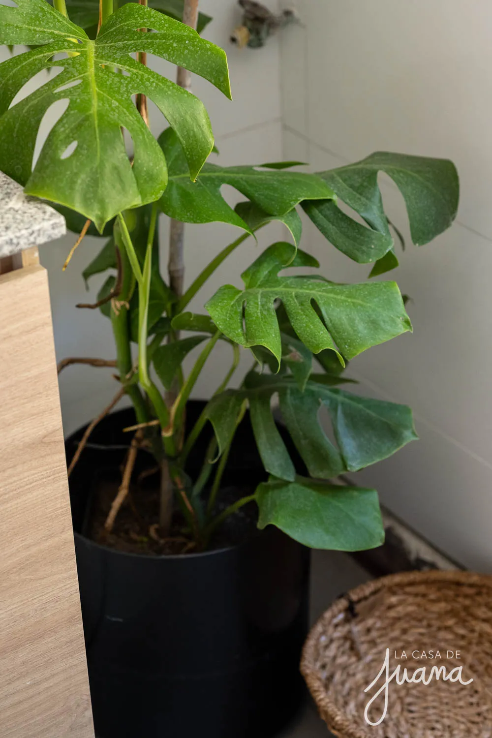 Casa_Isabel_Riquelme_image_17