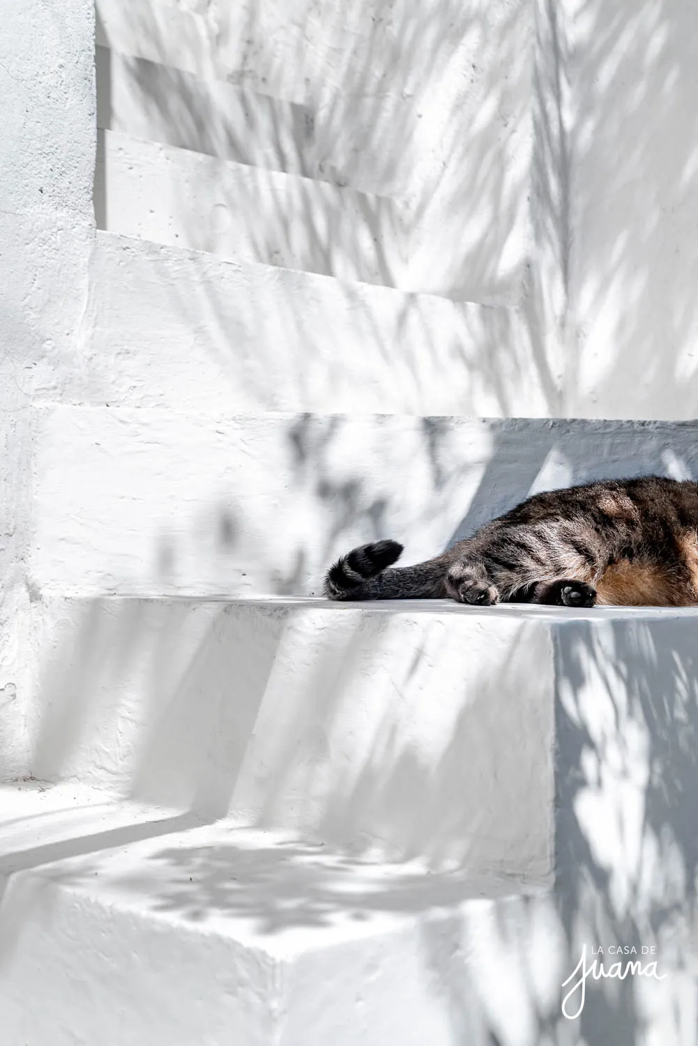 Casa_Guillermo_Franke_image_42