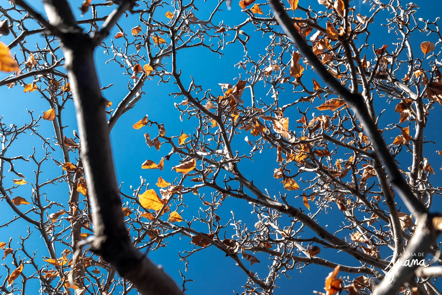 Casa_Valenzuela_Puelma_image_42