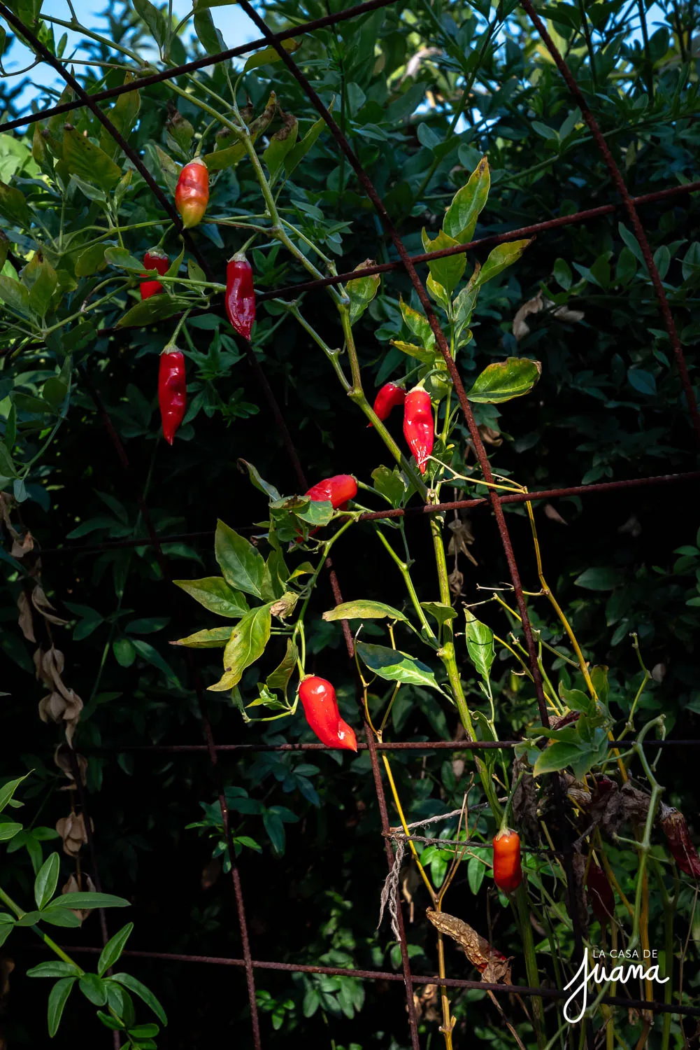 Casa_Valenzuela_Puelma_image_43