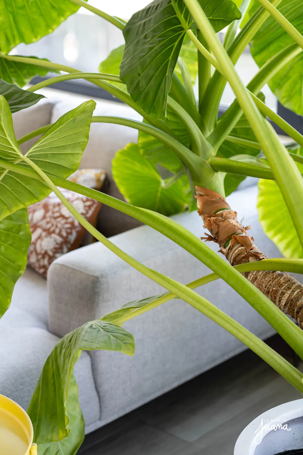 Piso_Llewellyn_Jones_I_image_5